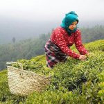 خرید چای ایرانی با کیفیت