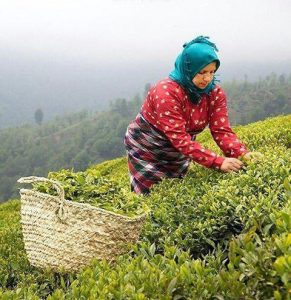 خرید چای ایرانی با کیفیت