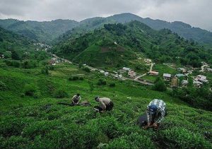 برداشت چای بهاره گیلان